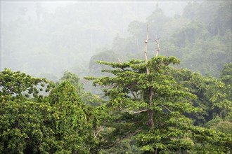 Rainforest with low cloud