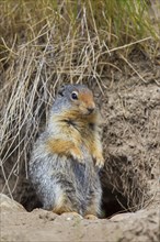Colombian columbian ground squirrel