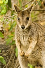 Brush-tailed Rock Kangaroo