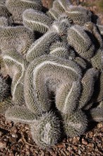 Twin-spined twin spined cactus