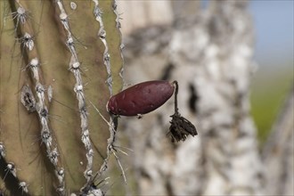 Candelabra cactus fruit on Isabela Island