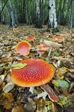 Fruiting body of fly agaric