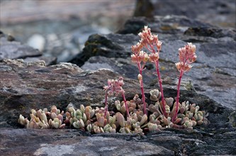 Flowering Sierra Stonecrop