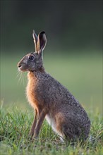 European hare