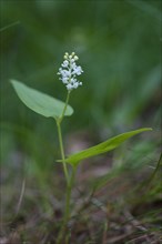 (Maianthemum bifolium)