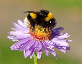 Dark Earth Bumblebee on Aster