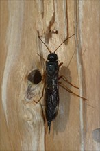 European wood wasp