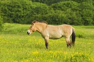 Adult przewalski's horse