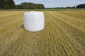 Straw in plastic wrapped round bales