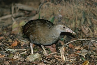 Lord Howe Island Chicken