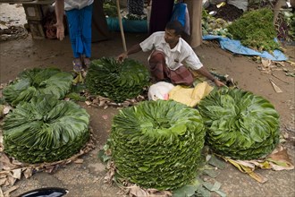Betle Leaves are chewed by many Sri Lankans as a relaxing past time. This is a neatly bundled bunch in the local market. Sri Lanka