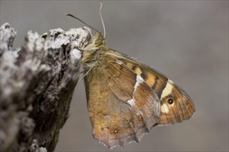 Canary speckled wood
