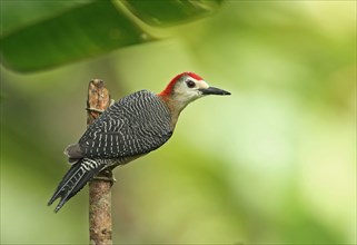 Jamaican jamaican woodpecker