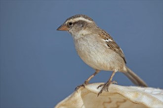 Lago Sparrow
