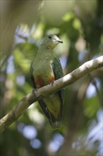 Silver-capped Fruit-dove