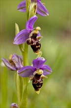 Eastern Aegean Bee Orchid