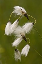 Broad leaved cotton grass