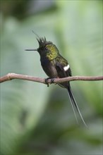 Wire-wire-crested thorntail