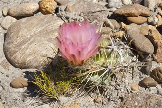 Flowering cactus