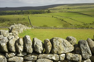 Dry stone walls and pasture in a fertile valley with hilltop moorland habitat