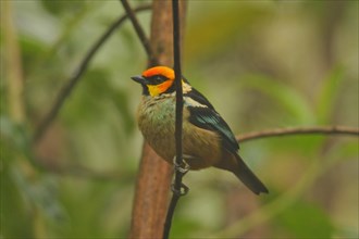 Red-fronted Tanager