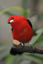Scarlet Tanager