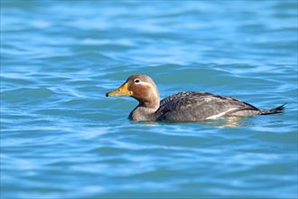 Long-winged steamer duck