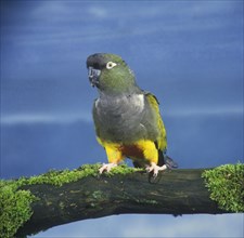 Rock Parakeet