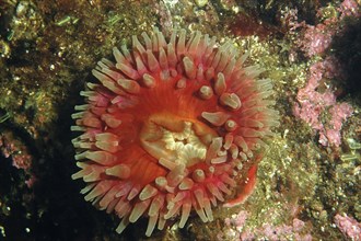 Horse anemone