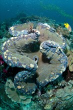Fluted fluted giant clams
