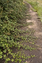 Blackberry runners grow over the footpath