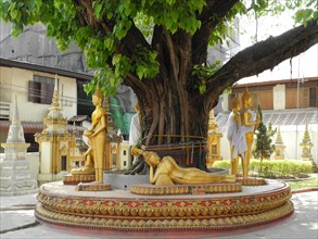 Old tree with Buddha statue