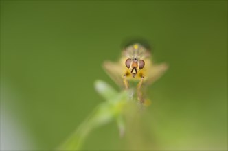 Yellow Dungfly