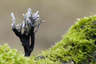 Fruiting body of the candle snuff candlestick fungus