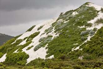 Partly-vegetated high dunes habitat on west coast