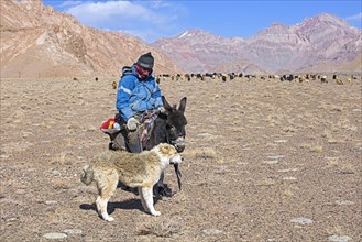 Tajik goatherd on donkey and Central Asian shepherd dog herding domestic goats in the Pamir Mountains