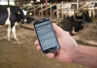 Farm management programme on a smartphone in hand