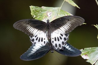 Blue swallowtail butterfly