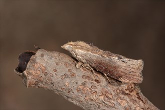 Honeycomb moth