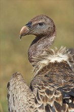 Rueppell's rueppell's vulture
