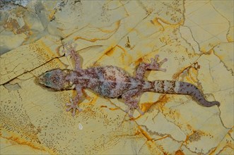 European leaf-toed gecko