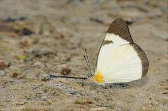 Common melweiss butterfly