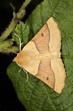 Scalloped oak moth