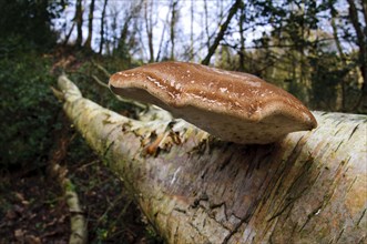 Birch Polypore