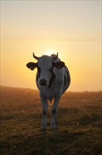 Holstein Friesian cow in a field at sunrise