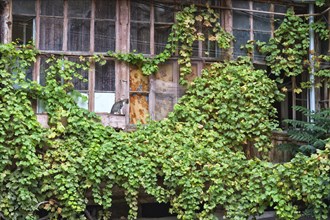 Vine leaves growing on houses in Old Tbilisi