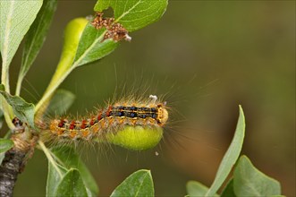 Caterpillar of the gypsy moth