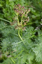 Alpine motherwort