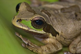 Costa Rica Tree Frog