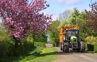Claas tractor with grass trailer on a country road with flowering tree